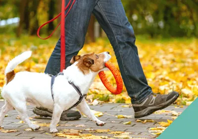 Dog holding his toy walking on the lead