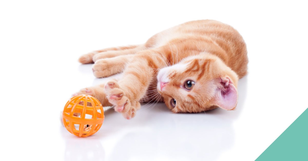 Ginger cat playing with an orange ball