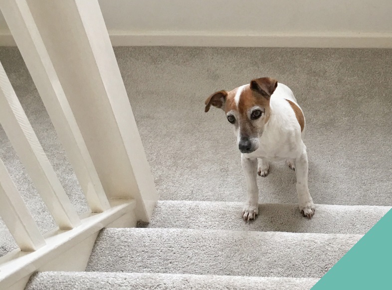 Senior Jack russell waiting by the stairs