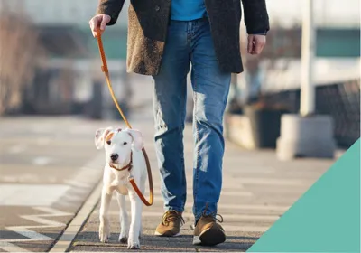 A man walking a white dog on a lead