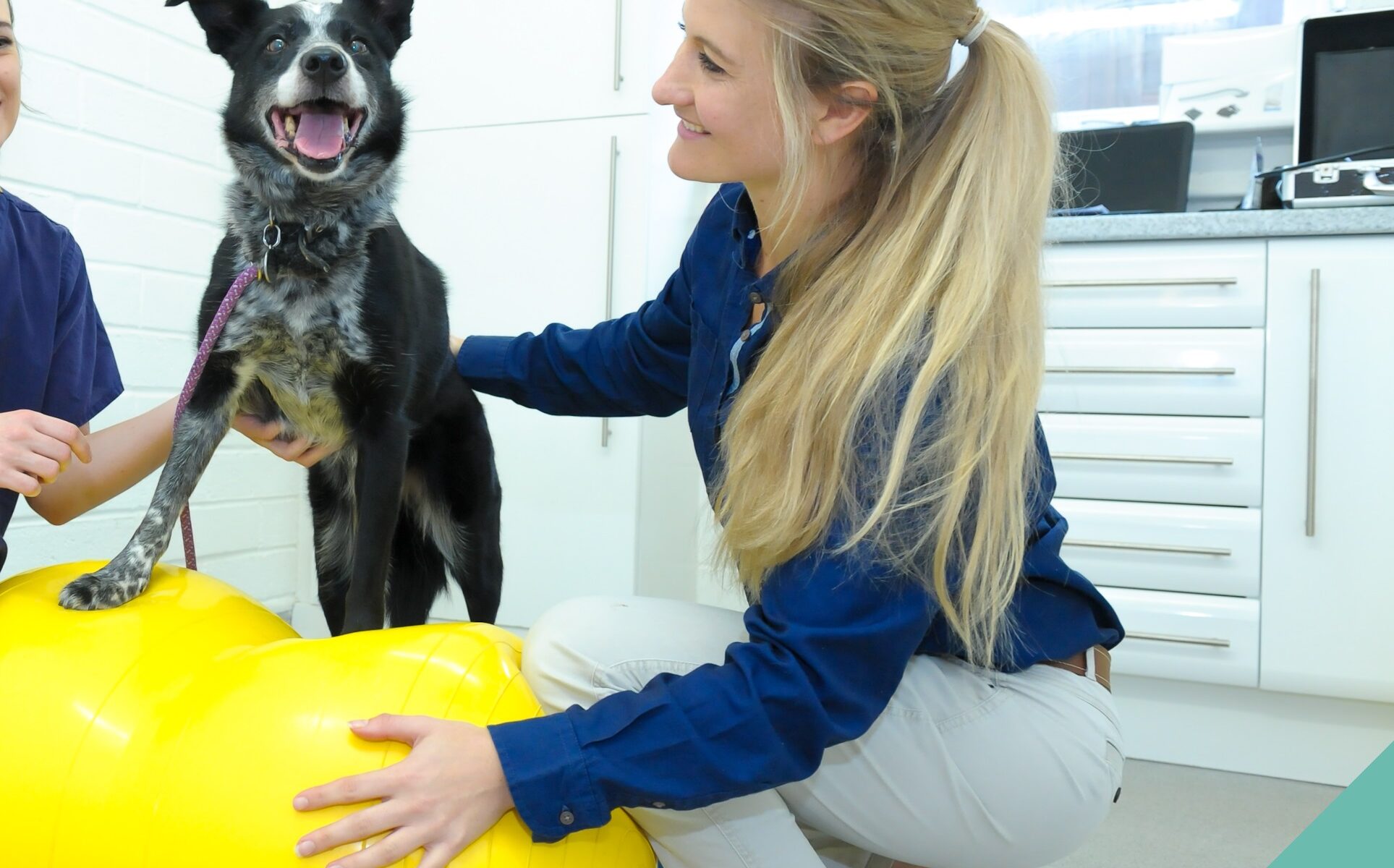 A dog on a yellow ball with the vetinary nurses