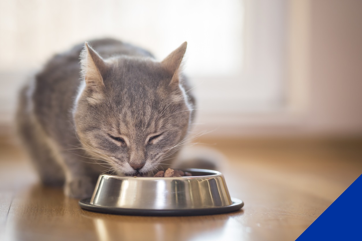 A grey cat eating out of a bowl