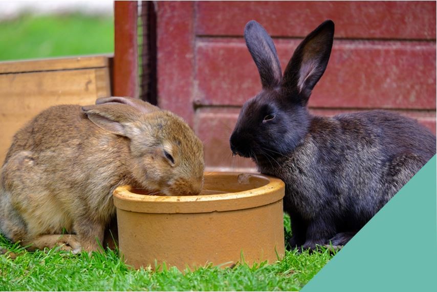 Brown and black rabbit by a hutch