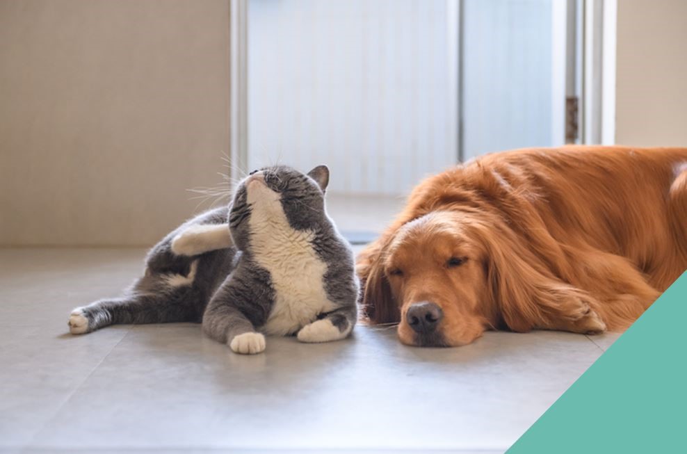 grey cat sitting with sleeping dog