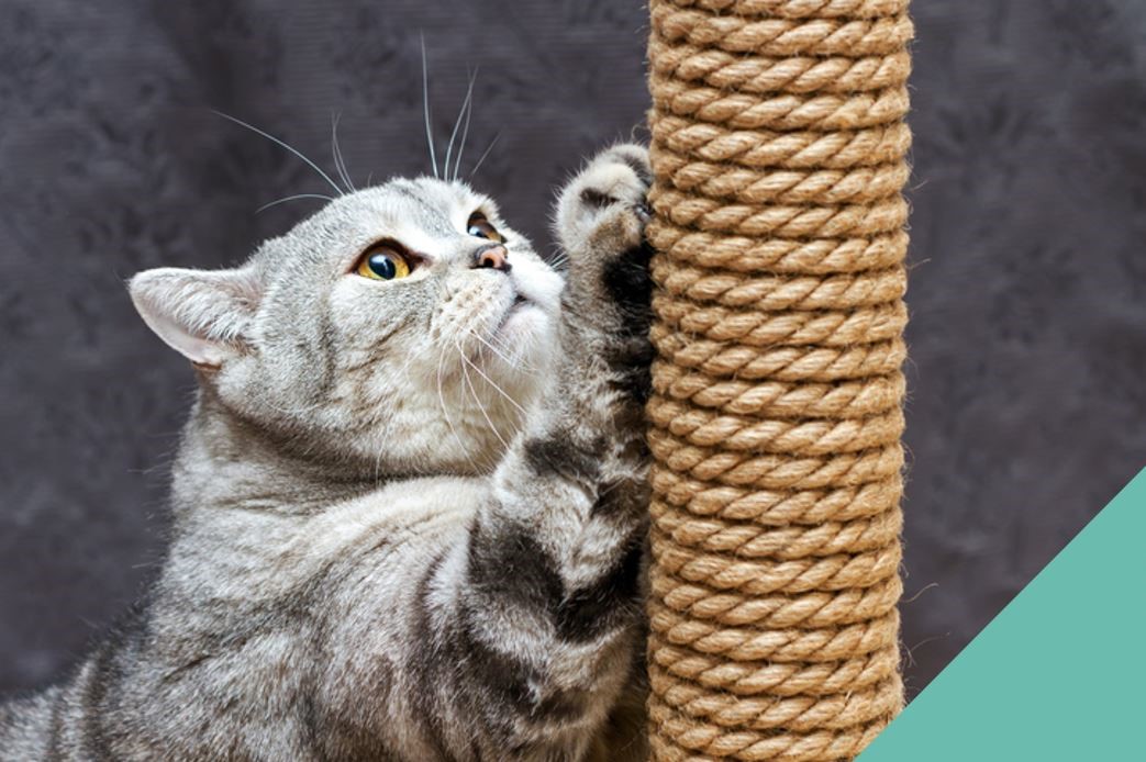 Choosing a Scratch Post for your Cat Spinney Vets Northampton