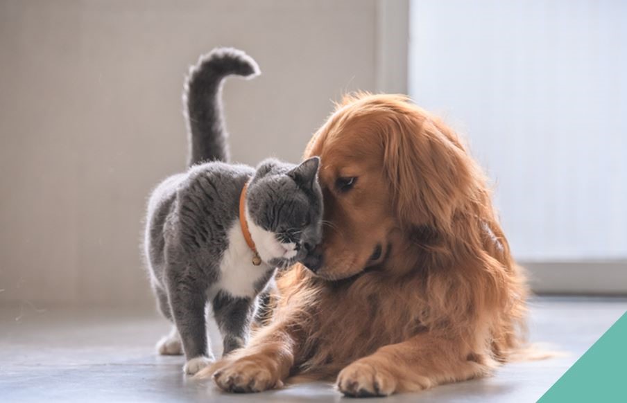 cat and dog hugging eachother