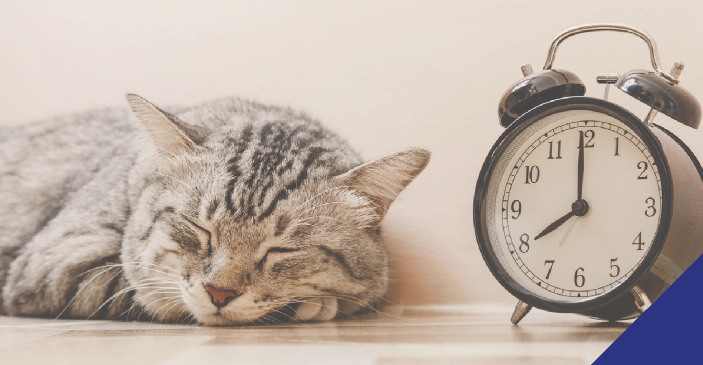 cat sleeping next to clock