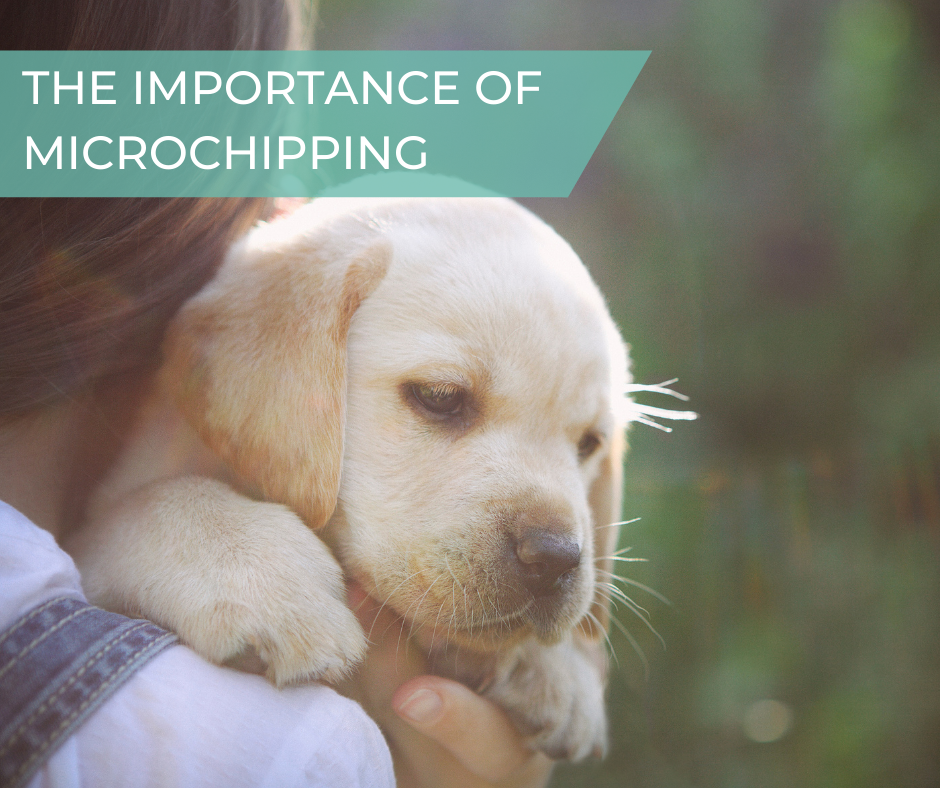 poster for importance of microchipping