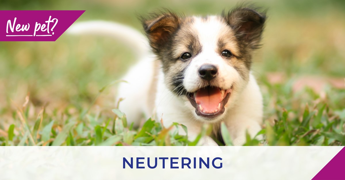 poster for dog neutering with small dog on grass