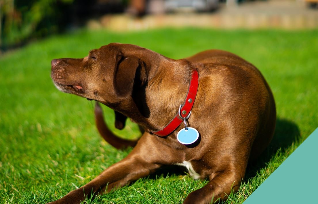 Brown Dog with red collar scratching ears