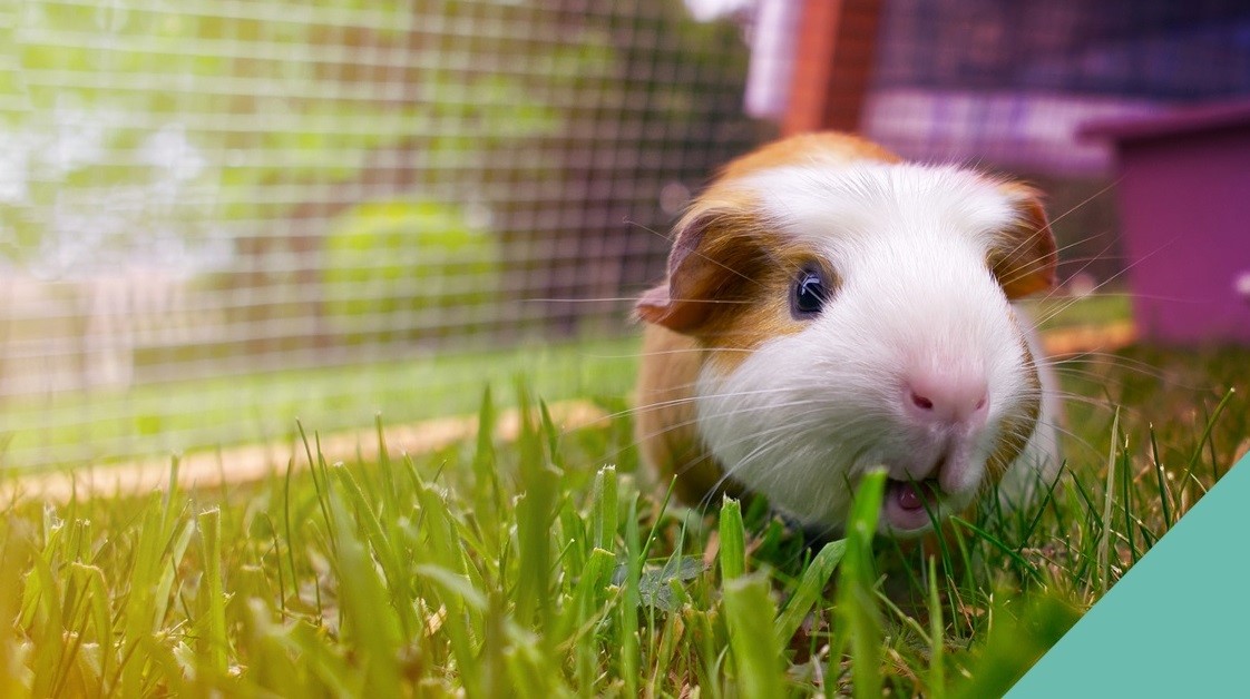 Guinea Pig On Grass