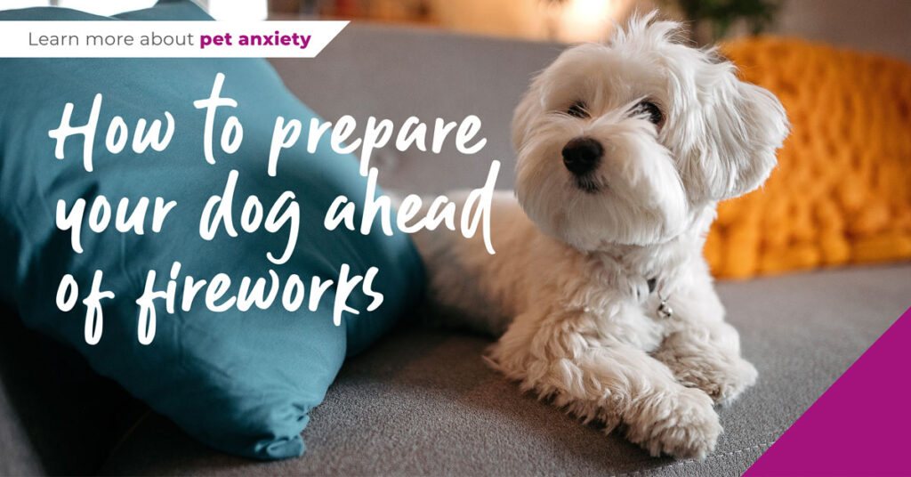 Prepare Dogs For Fireworks Spinney Vets Northampton