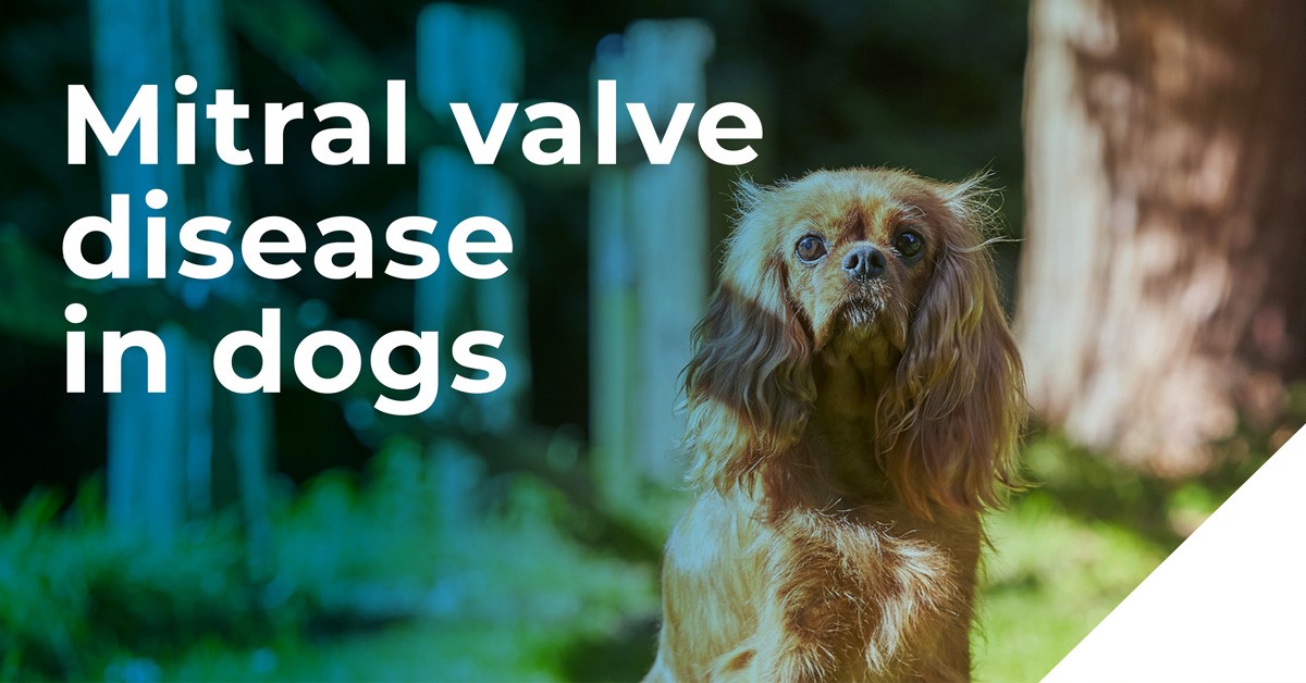 Mitral Valve Disease in dogs - Spinney Vets