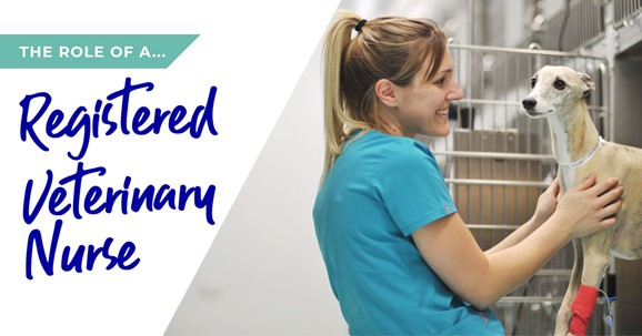 The role of a registered veterinary nurse at Spinney Vets
