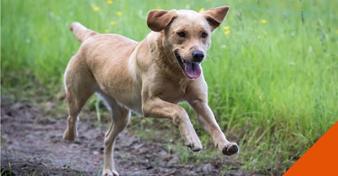 Spinney Vets help your itchy dog