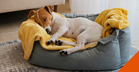 Tips for keeping your pets warm at Spinney Vets