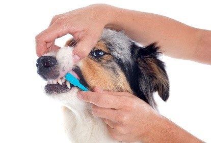 Tooth brushing guide for small animal