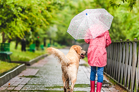 walking-your-dog-in-the-rain