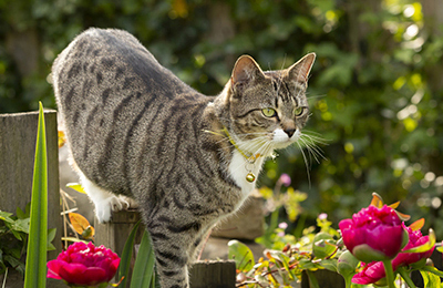 how to protect your pets from lily poisoning at Spinney Vets