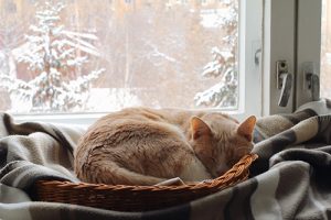 Cat sleeping on heated blanket in basket